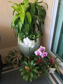 Display-of-various-bromeliads-orchids-corn-plants-pothos