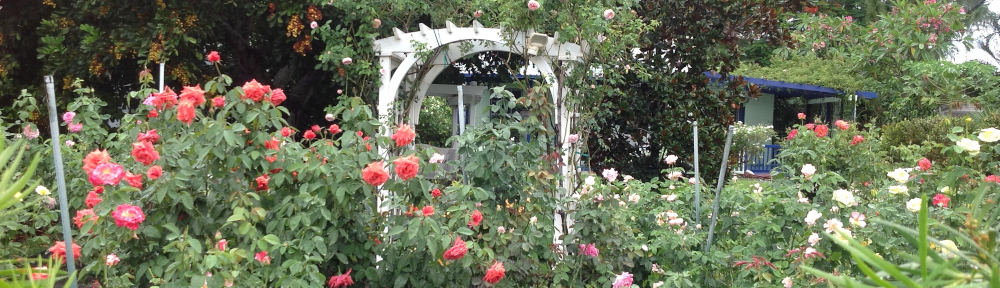 Greater Palm Beach Rose Society