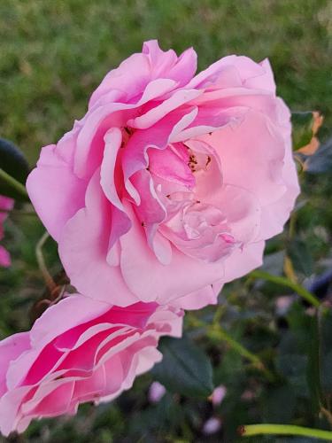 Our Lady of Guadalupe (J&P Floribunda) by Denise A