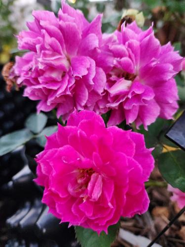 Sheherazade (Japan Floribunda) by Denise A