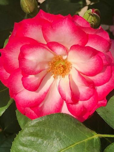 Hannah Gordon - Floribunda -- Mike Becker
