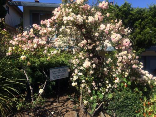 Phyllis Bide CL - Polyantha -- Jim Armstrong
