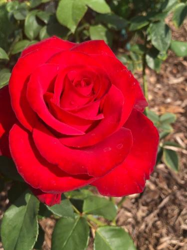 Mr. Caleb - Hybrid Tea -- Mike Becker