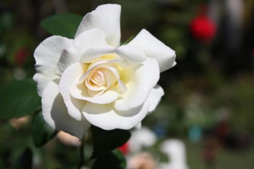 Sugar Moon - Hybrid Tea -- Sharon Chapnick