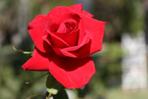 Chrysler Imperial - Hybrid Tea                             -- Sharon Chapnick