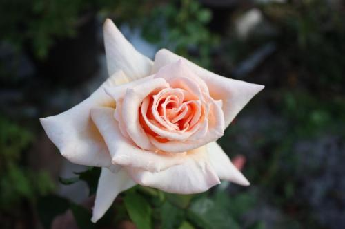 Regatta - Hybrid Tea -- Anonymous