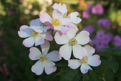 Lyda Rose - Modern Shrub -- Anonymous