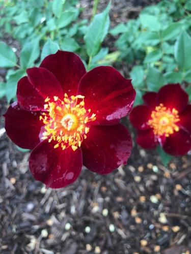 Maroon Eight - MiniFl -- Mike Becker