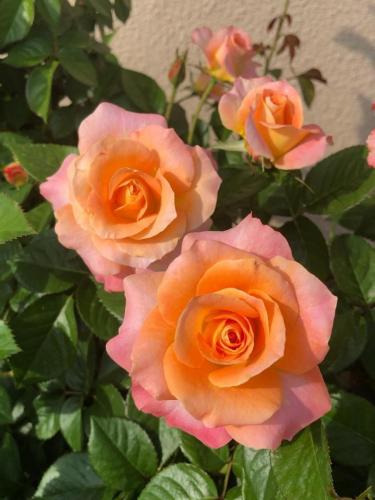 Day Breaker -- Floribunda-- Mike Becker