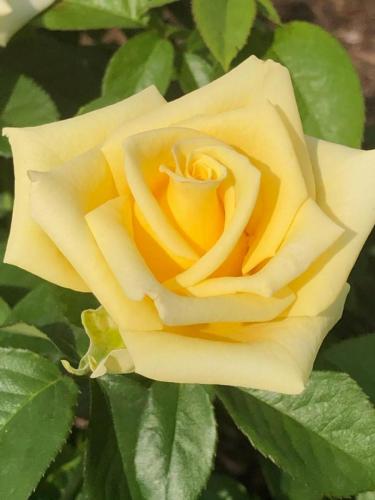 Queen of Hope - MiniFL -- Mike Becker
