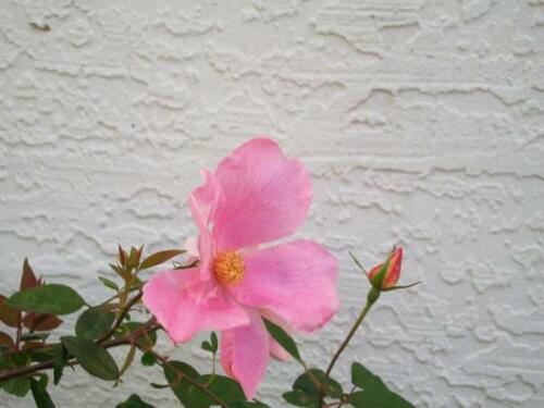 Mutabilis