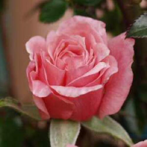 Pink Above All