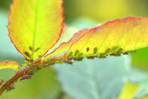 aphids