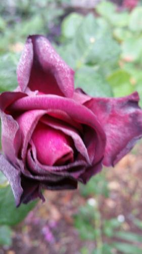 dark desire