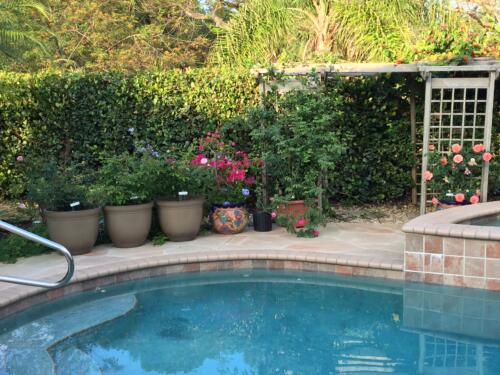 Kathy Rose's Backyard  3