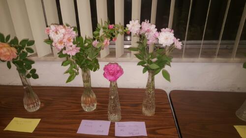 Old Garden Roses1st Cornelia, 2nd Boccela