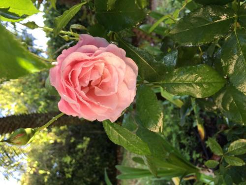 lady of guadelope