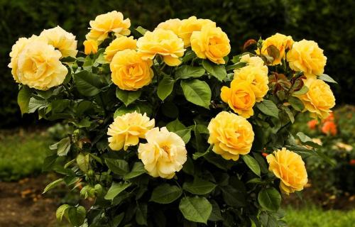 rose-bush